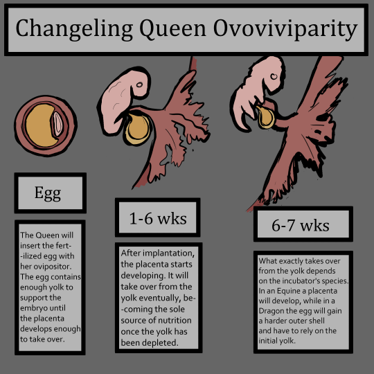 Drawing of a scientific diagram showing early development of a Changeling Queen embryo. Header reads 'Changeling Queen Ovoviviparity'. Boxes under first drawing read 'Egg' 'The Queen will insert the fertilized egg with her ovipositor. The egg contains enough yolk to support the embryo until the placenta fully develops.' Second box set reads '1-6 weeks' 'After implantation, the placenta starts developing. It will take over from the yolk eventually, becoming the sole source of nutrition once the yolk has been depleted.' Final box set reads '6-7 weeks' 'What exactly takes over from the yolk depends on the incubator's species. In a pony a placenta will develop, while in a dragon the egg will gain a harder outer shell and have to rely on the initial yolk.'